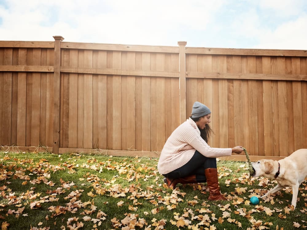 A woman in a knit hat and boots crouches on grass covered with autumn leaves, playing tug-of-war with a yellow dog in a backyard bordered by a tall wooden fence. A blue ball lies nearby.
