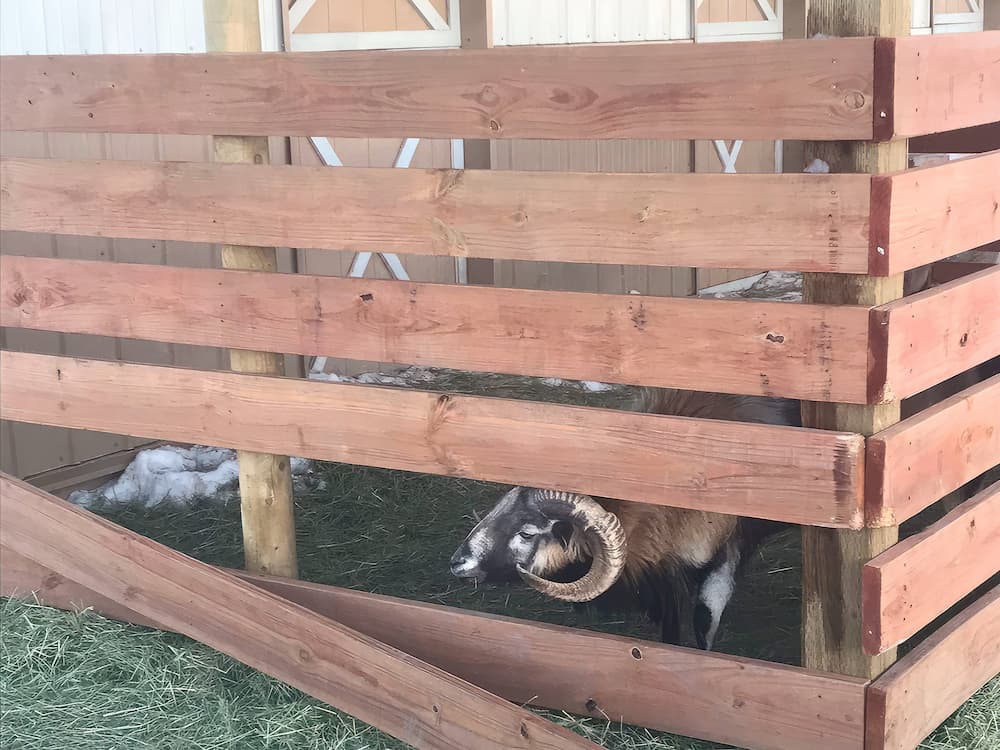 A ram with large curved horns stands behind a wooden fence in an outdoor pen with hay on the ground and a barn in the background.